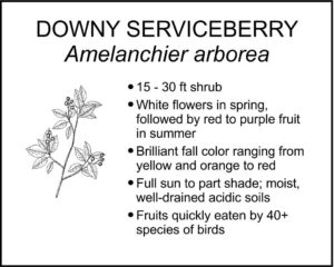 DOWNY SERVICEBERRY