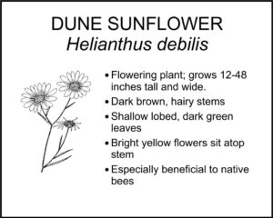 DUNE SUNFLOWER