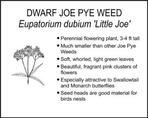 DWARF JOE PYE WEED