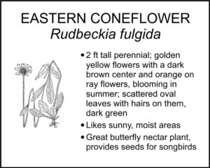 EASTERN CONEFLOWER