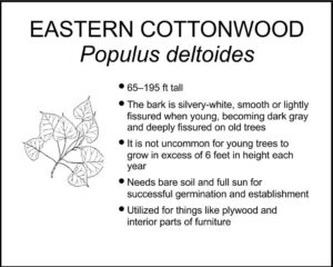 EASTERN COTTONWOOD