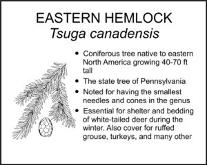 EASTERN HEMLOCK