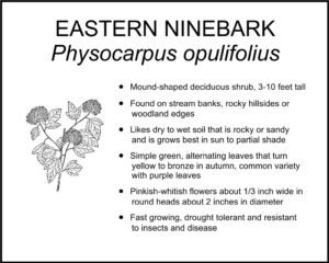 EASTERN NINEBARK