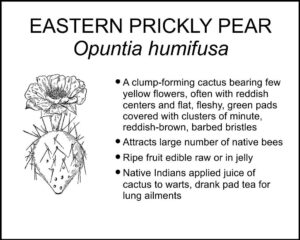 EASTERN PRICKLY PEAR