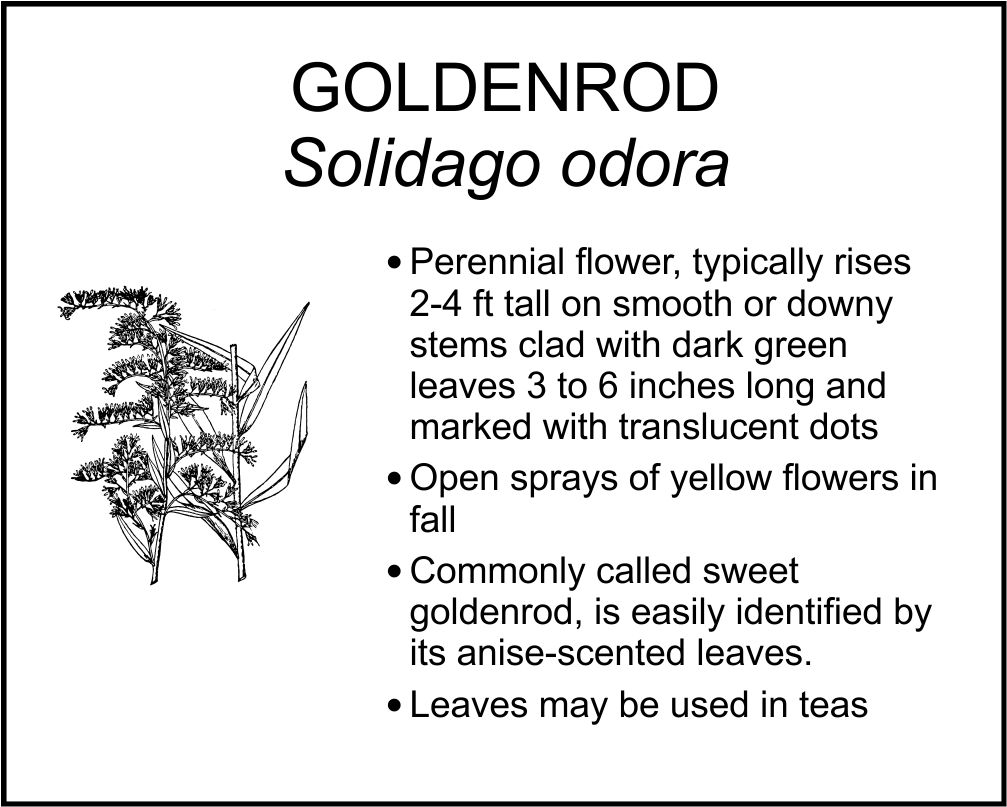 GOLDENROD odora