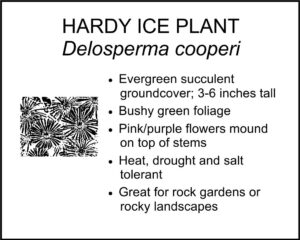 HARDY ICE PLANT