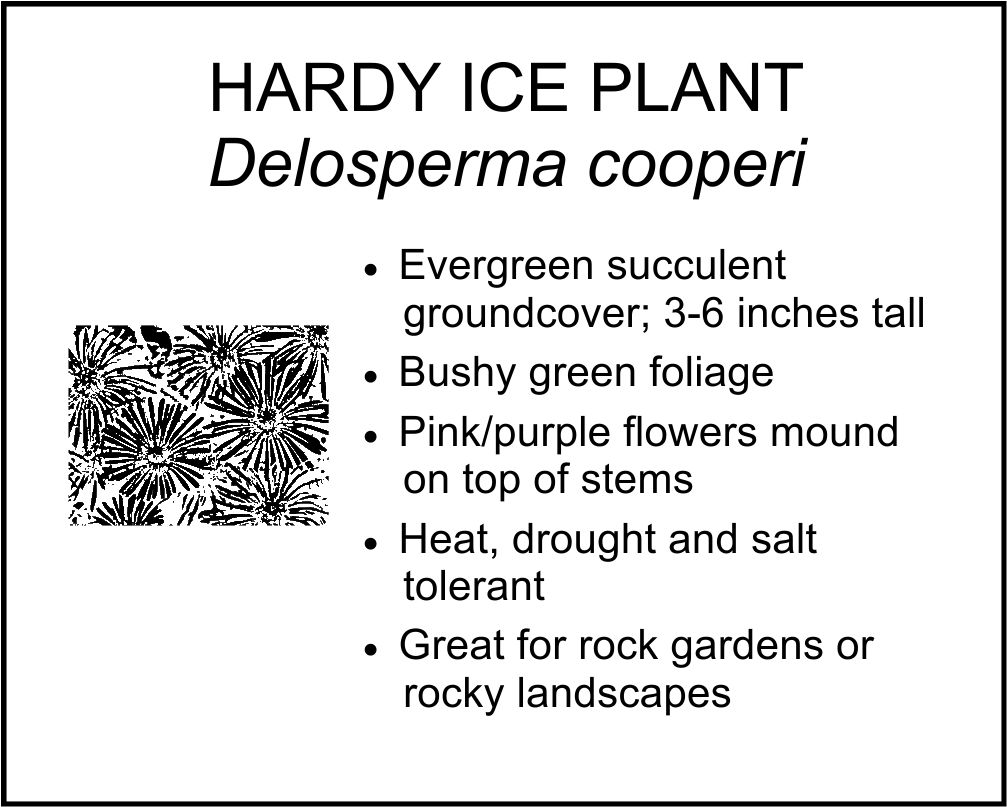 HARDY ICE PLANT