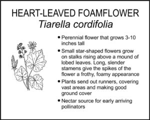 HEART-LEAVED FOAMFLOWER