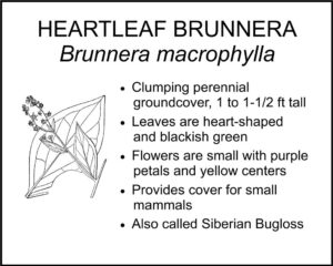 HEARTLEAF BRUNNERA