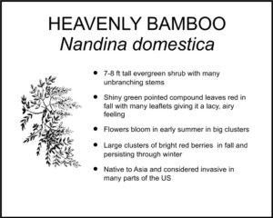 HEAVENLY BAMBOO