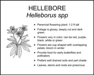 HELLEBORE