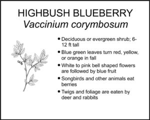 HIGHBUSH BLUEBERRY