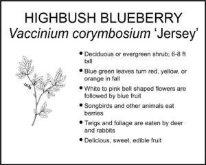 HIGHBUSH BLUEBERRY