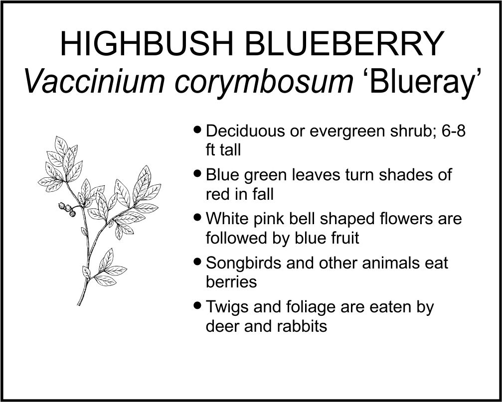 HIGHBUSH BLUEBERRY