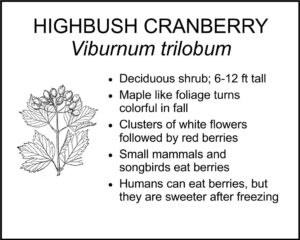 HIGHBUSH CRANBERRY