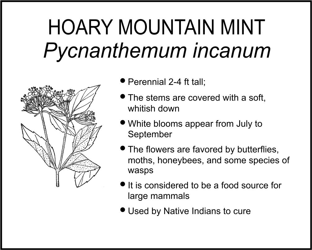 HOARY MOUNTAIN MINT