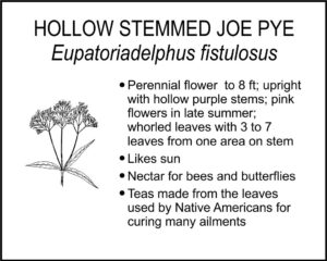 HOLLOW STEMMED JOE PYE