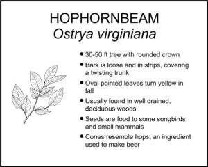 HOPHORNBEAM