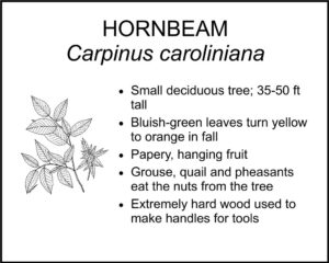 HORNBEAM