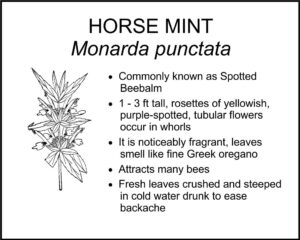 HORSE MINT