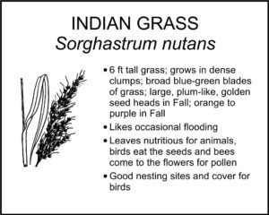 INDIAN GRASS