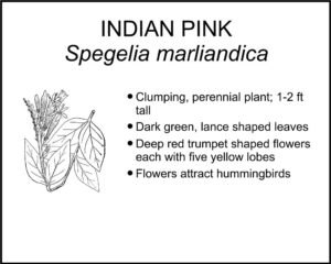 INDIAN PINK