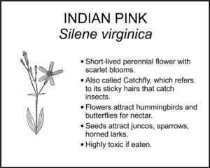 INDIAN PINK