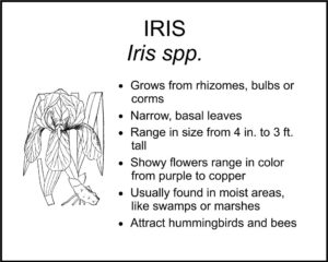 IRIS