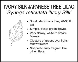 IVORY SILK JAPANESE TREE LILAC