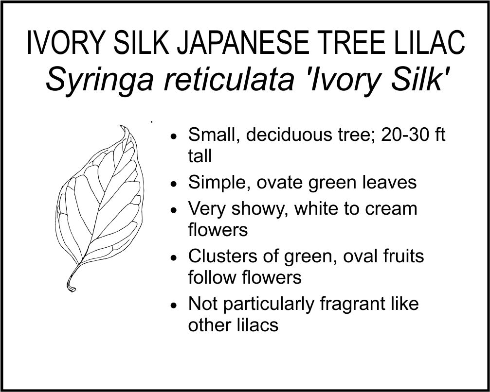 IVORY SILK JAPANESE TREE LILAC