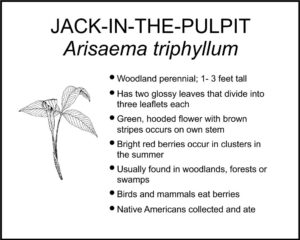 JACK-IN-THE-PULPIT