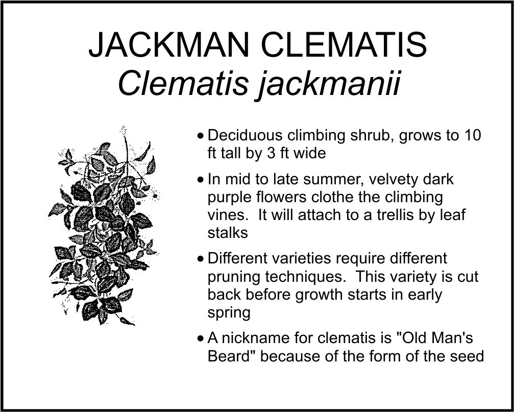 JACKMAN CLEMATIS
