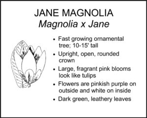 JANE MAGNOLIA