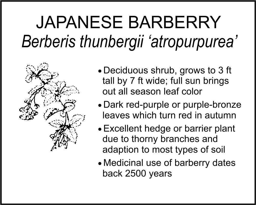 JAPANESE BARBERRY