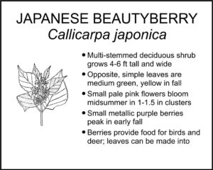 JAPANESE BEAUTYBERRY