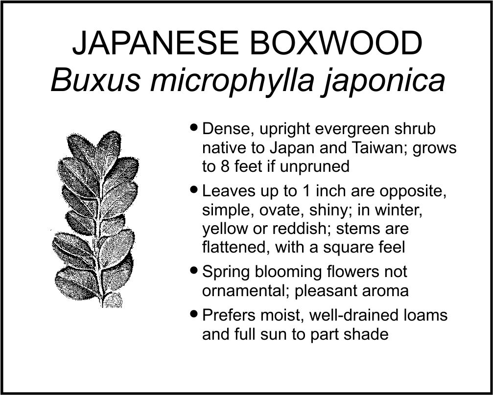JAPANESE BOXWOOD