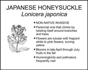 JAPANESE HONEYSUCKLE