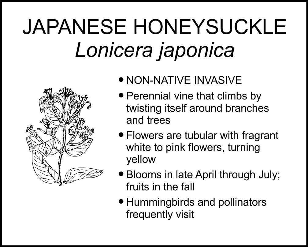 JAPANESE HONEYSUCKLE