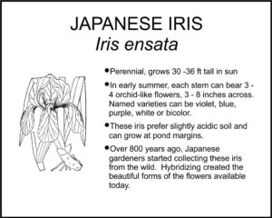 JAPANESE IRIS