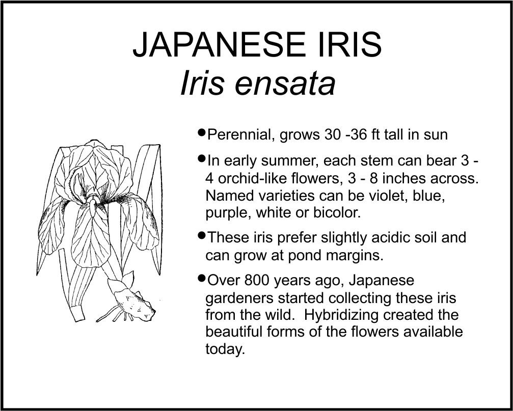JAPANESE IRIS