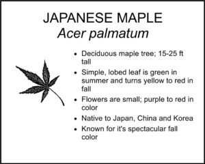 JAPANESE MAPLE