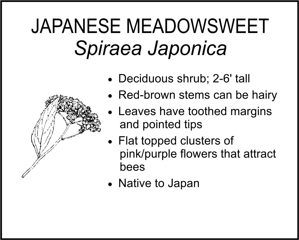 JAPANESE MEADOWSWEET