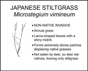 JAPANESE STILTGRASS