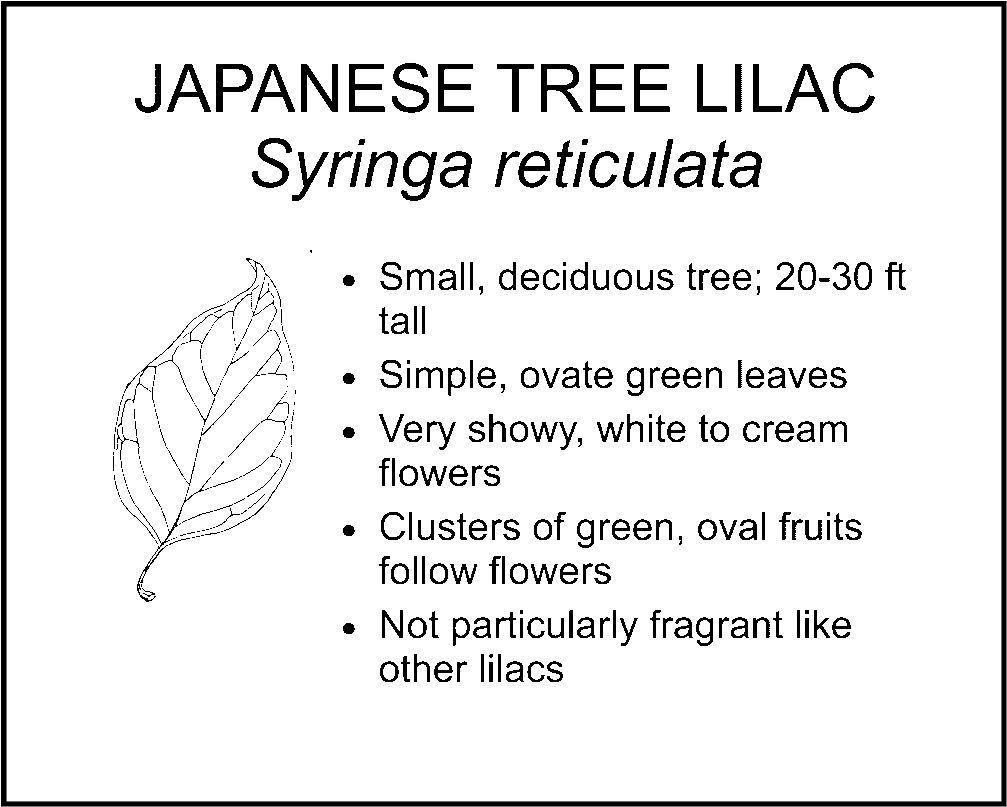 JAPANESE TREE LILAC