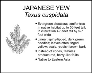 JAPANESE YEW