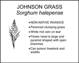 JOHNSON GRASS