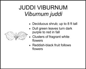 JUDDI VIBURNUM