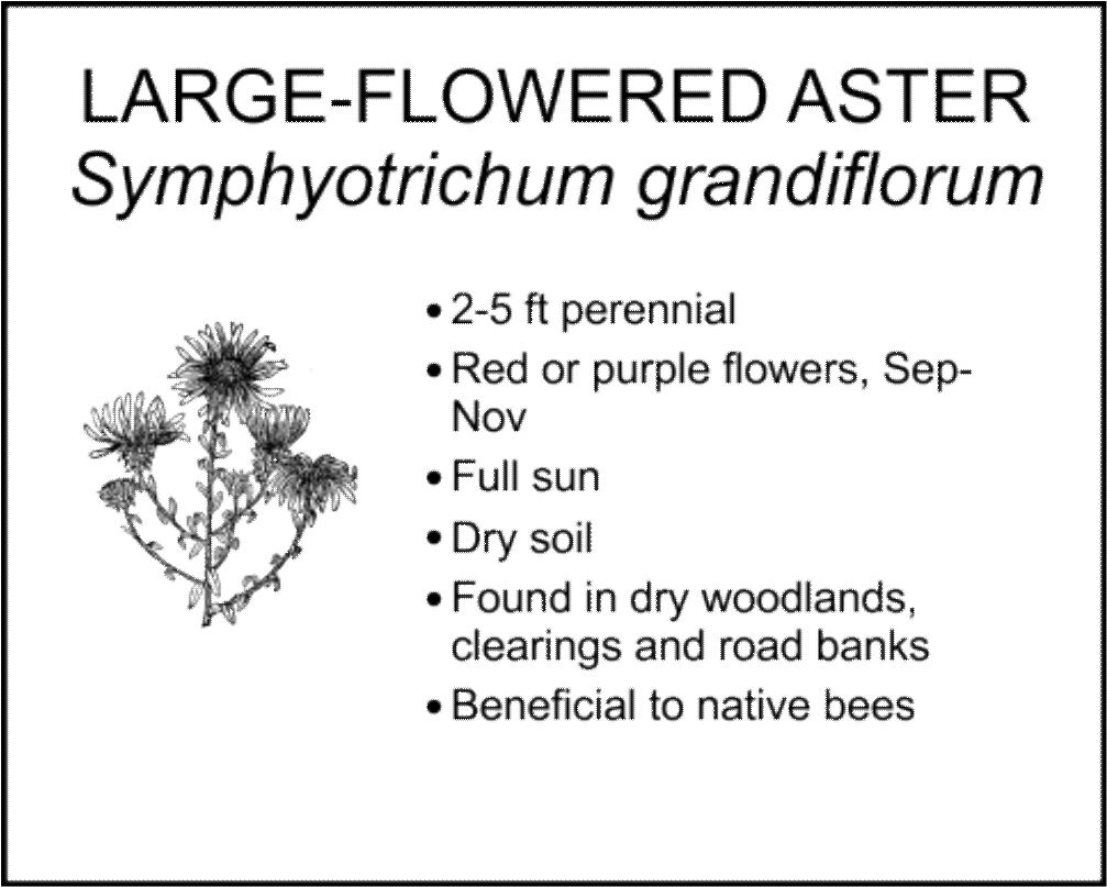 LARGE-FLOWERED ASTER