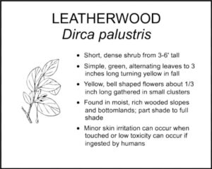 LEATHERWOOD