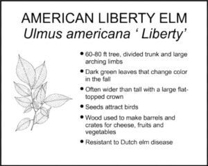 LIBERTY ELM